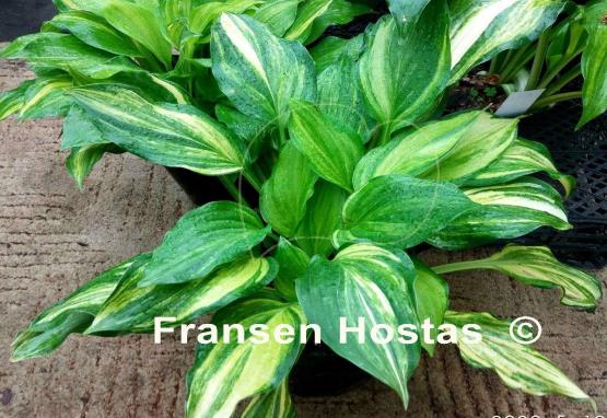 Hosta Edwin Bibby